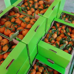  Oranges Clementine, Thosin Naval, .... - fruits et légumes offrons en exclusivité de plusieurs  variétés de oranges tunisienne a bon prix ,  par lc irrévocable,  ou 50% - 50%.
