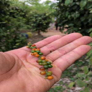  Poivre Noir En Grain Parfume - épices aromates notre poivre est issue de la poivrière d'azaguié dans la région agnéby tiassa en côte d'ivoire.--cultivé avec beaucoup de soin,  il est la promesse d’un produit puissant et respectueux de l’environnement.----notre poivre est produit,  récolté et s