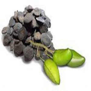  Fournisseur De Griffonia Simplicifolia - matiere vegetale nous disposons d'importante quantité régulière de graines de griffonia simplicifolia. --nous recherchons des potentiels acheteurs.