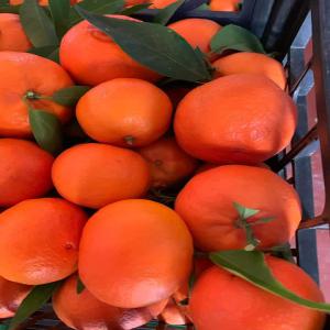  Les Fruits Et Légumes - fruits et légumes nous somme une société qui export fruit et légumes du maroc a tous les pays si vous etes intéressés n’hésitez pas de me contacter 
