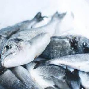 Negociant et fournisseur de poisson   - poissons société basée en france et distribuant du poisson dans plusieurs pays dans le monde,  nous cherchons à nous developper davantage en cherchant de nouveaux partenaires. poisson en provenance de la mauritanie principalement.--nous travaillons avec des partenaires basé 
