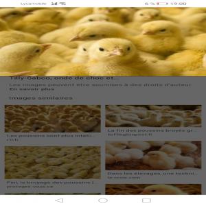  Poussin D'élevage - animaux vivants je recherche un fournisseur besoin 10000 poussin d'élevage destinée pour une ferme avicole en guinee conakry 
