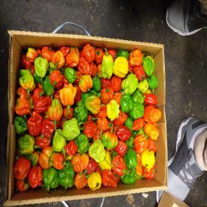  Chopped Colored Pepper - fruits and vegetables we are an export and import company and we have high quality frozen color pepper processed and cut (rings - slices - cubes) and we also have frozen roast pepper,  our own production line,  our high quality product--competitive prices--unlimited quantity per truck--various offers suitable for all categ
