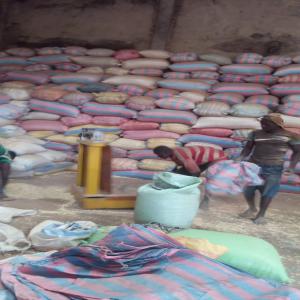  Campagne Sésame - autres bonjour, --actuellement,  nous disposons de 10 000t de sésame bigarré à lomé et nous recherchons des clients sérieux.--nous acceptons comme mode de paiement lc,  traite avalisée,  virement bancaire. si vous etes intéressé,  veuillez nous contacter.