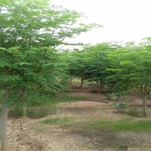  Moringa - fruits et légumes bonjour nous sommes une coropration bas&eacute;e en mauritanie nous avons une farme pour moringa olifeira contient plus de 10 000 arbres et nous pouvons fournir quelques quantit&eacute;s pas mal de tout produit de moringa comme (poweder; huile; graines et feuilles ..