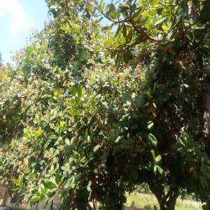  Verger D'anacardier 200 Hectares - Investissement capitaux il est mise en vente au b&eacute;nin une plantation de 200 hectares d'anacardier tr&egrave;s productive. la plantation n'a aucun probl&egrave;me juste une question de recherche de financement pour une autre activit&eacute;. 