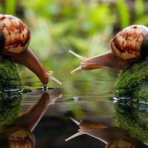  Bave D'escargots - hygiene entretien notre ferme est engagée dans la production,  l'élevage et la vente de produits respectueux de l'environnement de sa propre production de caviar,  escargots helix aspersa muller,  maxima et pomatia. et nous pouvons également envisager l'extraction d'un produit dérivé d