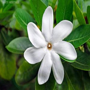  Tiaré, Gardenia Tahitensis Graines - semence graine plant recherche graines de gardenia tahitensis ou tiar&eacute;.--je suis p&eacute;pini&eacute;riste et d&eacute;taillant fran&ccedil;ais et recherche un fournisseur r&eacute;gulier pour ces semences.--merci