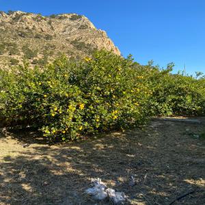 Citrons et oranges - fruits et légumes à  vendre citrons  verne très bonne qualité , très bien entretenus,  pour jeunes agriculteurs de un village de haut montagne .je voudrai bien trouver un bon marché.prix bas par rapport le marché ..pour plus de detail merci de nous 