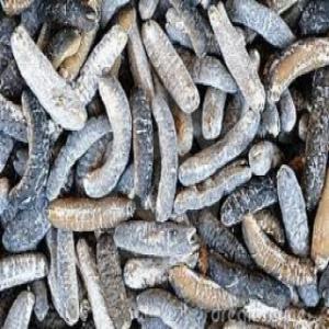  Vente De Concombre De Mer Et De Grain Tafota - fruits secs et graines grillées salut à tous nous sommes une structure bien organisé. la nous avions des tonnes des concombre de mer et de gain de tofota à notre disposition. nous recherchons un ou des clients potentiel pour l'achat de notre produit. nous avions différents caractéristique de conc