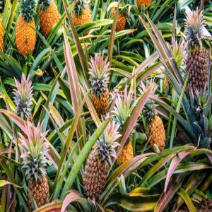  Fournisseur Fruits Et Legumes Bio - fruits et légumes nous sommes une sociètè spècialisèe dans l'exportation des fruits et legumes bio.tel que- banane,  ananas,  mangue, citron, noix d'accajoux , argan, arrachide,  avocat, papaye,  orange,  mandarin,  carrotte,  tomate,  haricots vert, etc.--vous pouvez nous contacter. --cordialement. 