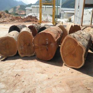  Exploitation Forestière - Industrie exploitation nous avons une vaste opération d'exploitation forestière au congo. ainsi,  nous vous proposons une large gamme de variétés d'essence.... en outre nous sommes à mesure d'effectuer une collaboration dynamique à long terme  car nous avons toutes la logistique et