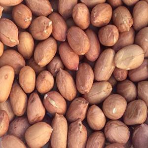  Importation Cacahuètes - fruits secs et graines grillées notre entreprise situé en algérie est à la recherche d'un fournisseur cacahuètes (brésil) pour enrobage en grandes quantités régulièrement pour plus de détails veuillez me contacter. (...) .