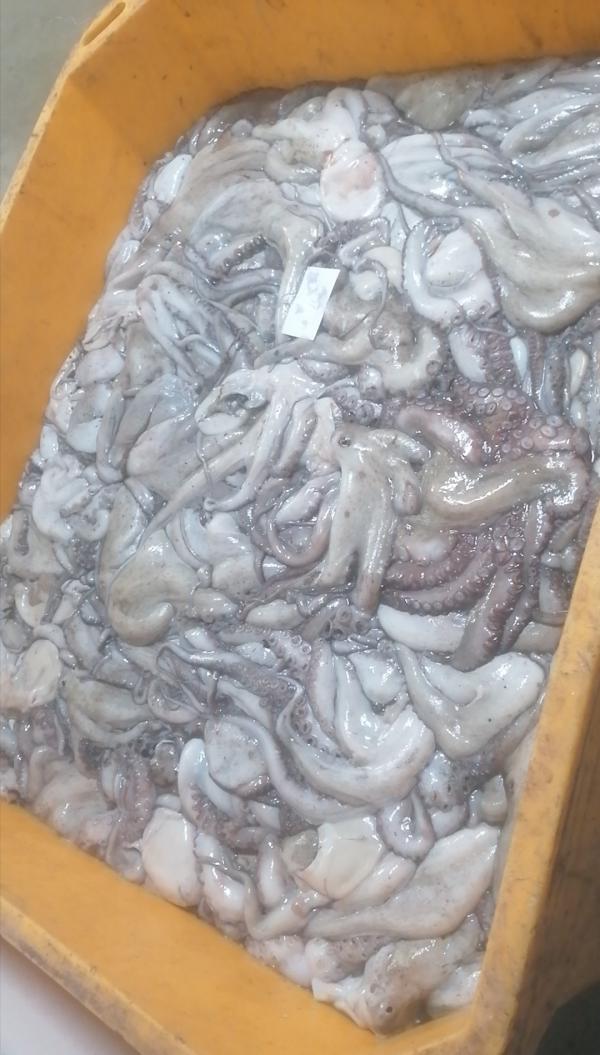 Europe Fish Calamr Choco Pulpo - fish we are a mauritanian company that exports fish. we have the best fish product,  all quantities,  and all numbers[١٩/‏١ ١٧-٠٤] ‏‪ poulpe fob --t1-8 --t2-8 --t3- 7.7 --t4- 7.5 --t5- 7.2 --t6- 6.8 --t7- 6.3 ‬‏- calamr fob--gg- 7.5 --