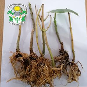  Paulownia Europa- Supplies - semence graine plant paulownia elongata giant--shantong--paulownia z07 certificat phytosanitaire. --envoi partout dans le monde.--quantite - 160000--