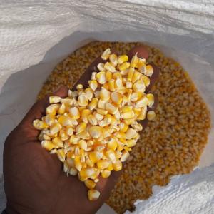  Maïs Jaune Et Blanc - céréales basés au ghana,  nous avons en stock une grande quantité de maïs jaune et blanc. intéressé,  veuillez nous contacter.