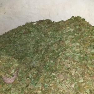  Vente De Feuilles De Kenkeliba Séchées - matiere vegetale bonsoir depuis la guinée conakry. nous avons de grosses quantité de feuilles de kenkeliba à vendre. nous sommes à la recherche de partenaires à l'international pour la vente de ces feuilles séchées. merci