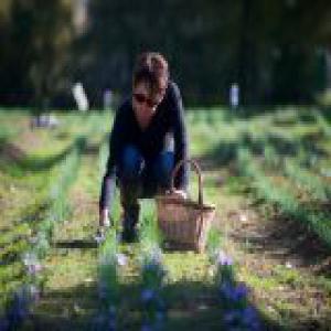  Safran 100% Francais Qualite Certifiee - épices aromates production de safran cultiv&eacute;e en bourgogne sur des parcelles non trait&eacute;es depuis des d&eacute;cennies.--le safran est cultiv&eacute; sans apport d'engrais chimique. cueillette,  &eacute;mondage,  s&eacute;chage 100% manuel.----quantit&eacute; - 1 kg ou plus.