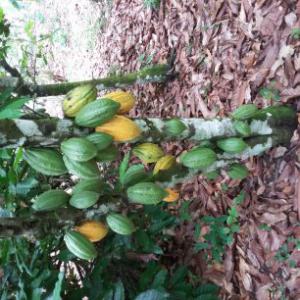  Coopérative Café Cacao - café cacao thé nous recherchons des partenaires pour la bonne marche de notre coopérative de café cacao (socak-coop-ca) en côte d'ivoire 🇨🇮,  nous faisons à peu près 100 tonnes le mois..