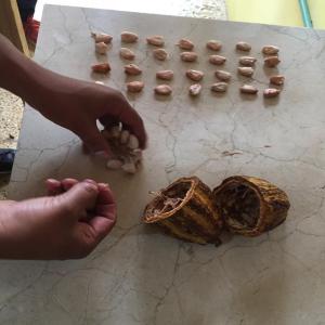  Vente De Cacao - café cacao thé vente de f&egrave;ve de cacao,  barre de cacao et poudre de cacao. --nous pouvons vous fournir du cacao de bonne qualit&eacute; quelque soit la quantit&eacute; dont vous ayez besoins en provenance du mexique. pour facilit&eacute; votre choix nous sommes a meme de vous envoyez un &eacute;chantillonnag