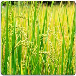  Production De 100 Ha De Riz - Investissement capitaux en collaboration avec le mouvement jeunesse consciente international initie un projet agro-industriel de riziculture irriguée sur 100 ha sur l'étendue du territoire ivoirien . ce projet dénommé   10 jeunes 1ha  constitue la première phase d’un programme global de 1