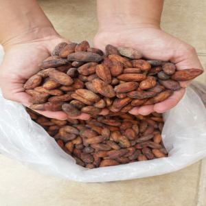 Offre Cacao Colombien Et Dérivés - café cacao thé nous sommes une petite entreprise familiale en colombie,  dédiée à la culture du cacao dans le département de meta. --notre cacao se caractérise par un excellent poids,  une saveur florale et fruitée,  aucune utilisation de produits chimiques dans notre culture