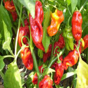  Fruits,légume Et Céréales - fruits et légumes nous cultivons des hectares de champs de céréales, légumes et fruits en côte d'ivoire, comme le maïs, le piment, le choux, le taro, le manioc, le riz, la tomate, l’arachide,  etc....  a la recherche des acheteurs et partenaires.pour nous contactez-page facebook vente des cultures vi