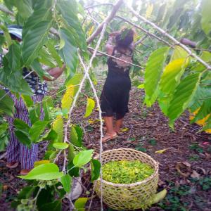  Vente :huiles Essentielles Ylang Ylang Madagascar - huiles bonjour ----j'ai une entreprise d'import-export --je suis productrice et vendeuse d'huiles essentielles d'ylang ylang de madagascar. --mon prix  est vraiment intéressant. --je recherche un partenariat ou un simple acheteur. je peux vous fournir jusqu'à 900 kg / mois. mes huiles sont ce