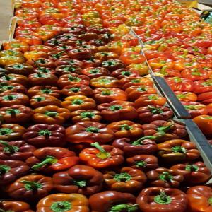  Vente De Poivron - fruits et légumes nous sommes une structure de negoce disposant d'un stock de poivron de tres bonne qualité a un prix vraiment abordable. 