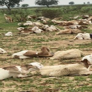  Cherche Des Clients Sérieux Où Partenaires - animaux vivants bonjour je  suis au tchad, nous sommes des éleveurs des bétails particulièrement les moutons de première choix nourris naturellement dans le zone sahélienne chaque moutons pèse 60-89kg