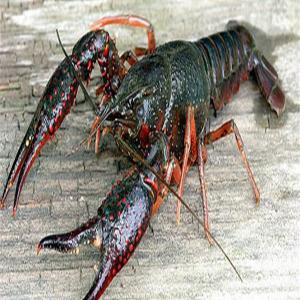  Live Crawfish Crayfish From Egypt - live animals we are supplier/exporter for live and cooked frozen crayfish / crawfish from egypt ..--seeking buyers allover the world --please contact me if interested.--