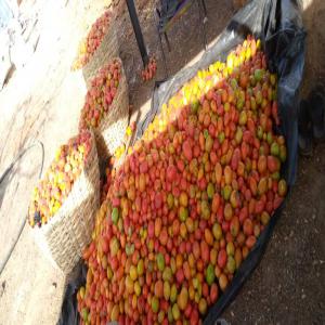  Produits Maraîchers Bio Disponibles - fruits et légumes des produits 100% naturel,  respectueux de l’environnement,  nous vous offrons des fruits et des légumes d'une très bonne qualité. avec une grosse capacité de production entre tomates,  piments et papayes,  nous vous garantissons une alimentation saine,  de qualité et g