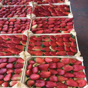  Strawberries From Morocco - fruits and vegetables i'm productor and exporter of strawberries ,  iook for clients in saudi arabic ,  please contact me for more informations .