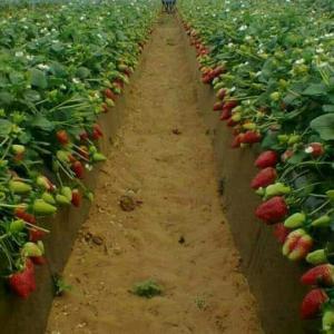  Fraises Surgelées - fruits et légumes bonjour,  je vends des fraises surgelées en morceaux ou entières,  je vends aussi des fraises fraîches. pas pour perpignan ni rungis. 