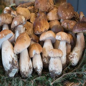  La Culture De Champignon - fruits et légumes bonjour,  madame,  monsieur --actuellement &eacute;tudiant en terminale et en parall&egrave;le j'ai est en train de pr&eacute;parer mon business plan qui s'articule sur la culture de champignon et puisque je suis un &eacute;tudiant en marketing j'ai pas beaucoup d'infos sur le secteur agriculture et n