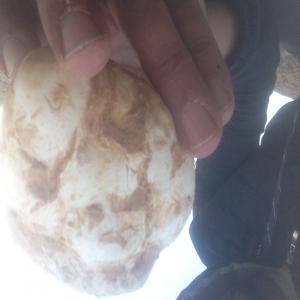  Truffe Rouge Djerba Sud Tunisie - champignon levure truffe rouge et semi blanche a  djerba sud tunisie avec un parfum  sauvage unique, propre et avec taille moyenne --