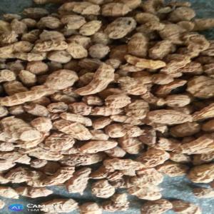  Tiger Nut, Noix Titré Ou Souchet - fruits secs et graines grillées bonjour je cherche des clients pour le souchet appelé  noix tigré ou plus sucré ou encore tiger nut.je dispose d'une très grande quantité 