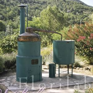 Producteurs Des Huiles Essentielles Maroc - huiles nous sommes des producteurs des huiles essentielles au maroc,  nous sommes surtout spécialisés de la distillation de le verveine,  l armoise,  le romarin,  le thym,  la menthe pouliot et poivrée , ect... nous avons surtout la bonne qualité. des gens sérieux. nous souhait