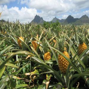  Vente Des Ananas En Gros Import Export - fruits et légumes bonjourcomment allez vous . nous sommes une organisations qui exporte de nombreux produits dans le monde,  actuellement nous avons une grande quantit&eacute; d'ananas et de cajou a notre disposition .nous prions toute personnes ayant besoin de ces produits de biens vouloirs nous contacter. (...) ...-