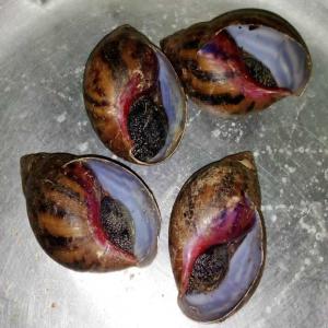  Vente D'escargots Ivoiriens France - coquillage crustacé vente d'escargots ivoiriens et de produits vivriers africains - attieke frais,  attieke deshydrate,  placali,  gari,  fonio,  bouilli,  farine de manioc,  farine de mil,  farine mais,  kabato jaune,  kabato blanc  - france----cherche importateurs,  distributeurs,  grossistes,  revendeurs pour nos attieke frais,  