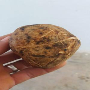  La Truffe De Desert Disponible La Tunisie - fruits et légumes je vens de truffe en tunisie.--je vous assure de truffe fraiche,  bonne qualite et avec bon prix .--si vous etes intersse,  vous pouvez me contacter par email ou par tel.--merci pour votre attention.