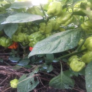  Fournisseur Piment Habanero Et Piment Oiseau - fruits et légumes bonjour--nous cherchons des clients ou des partenariats pour vendre le piment habanero et piment oiseau frais d'origine rwanda . nous avons la capacite de fournir entre 2 et 5 tonnes par semaine.