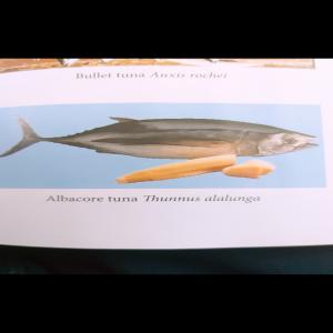  Thon Albacore, Balacao En Fillet, - poissons je cherche un fournisseur de poisson - --thon albacore thunnus alalunga--condition - congelé à bord (seafrozen)--10 kg /up,  histamine <30ppm--veuillez m'envoyer photos ou vidéo albacore frais et congelé. --total order 5000 tons ( on peut fractionner l'ordre selon la quant