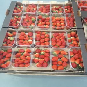  Strawberry - fruits and vegetables i'm productor and exporter of strawberries ,  i look for customers in middle east and europe ,  please contact me for more informations --- marque- i have all the varieties--