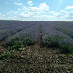  Vente Huile Essentielle De Lavande - huiles bonjour,  --je mets en vente ma production de l'huile essentille de lavande de l'ann&eacute;e 2019. je suis un producteur agricole bas&eacute; en bulgarie dans la r&eacute;gion de dobrudja. --promesse d'une tr&egrave;s bonne qualit&eacute;s de l'huile,  si vous le souhaitez je peux vous envoyer des an