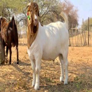  Chèvres Boer - animaux vivants je recherche un fournisseur pour les chèvres boer en algérie--