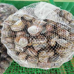  Escargot Helix Aspersa Muller - coquillage crustacé nous vendons des escargots helix aspersa muller,  cultivés dans une ferme biologique en ukraine.les escargots sont propres.garantie de haute qualité. livraison dans toute l'europe. 