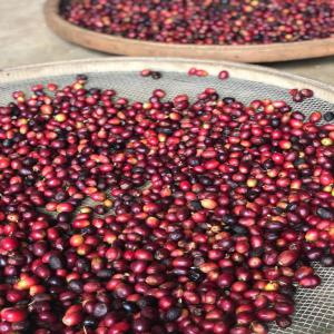 Café Vert Speciality Coffee Brésil Mg - café cacao thé je représente une ferme productrice de café vert,  de haute qualité au brésil,  état de minas gerais.----nous cherchons des acheteurs grossistes pour nos cafés,  attention,  nous ne travaillons pas avec du café commodities,  nous ne produisons que du caf&e