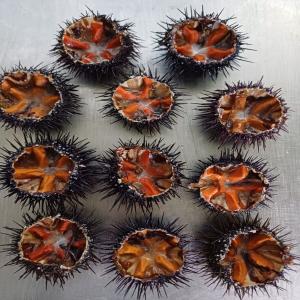  Vente Oursins, Violets - coquillage crustacé permis de peche  et durant toute l'ann&eacute;e d'oursins,  le long de la c&ocirc;te adriatique.--nous avons des plongeurs dans diff&eacute;rentes localit&eacute;s. --nous exportons en france depuis 2018,  confiance et qualit&eacute;. --sommes int&eacute;ress&eacute;s  et recherchons  de nouveaux gros