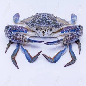  Swimming Blue Crabe - crustacean shell we are supplying a swimming blue crabe of mediterranean sea in different forms. high quality and good price.--if you are interested please contact us--